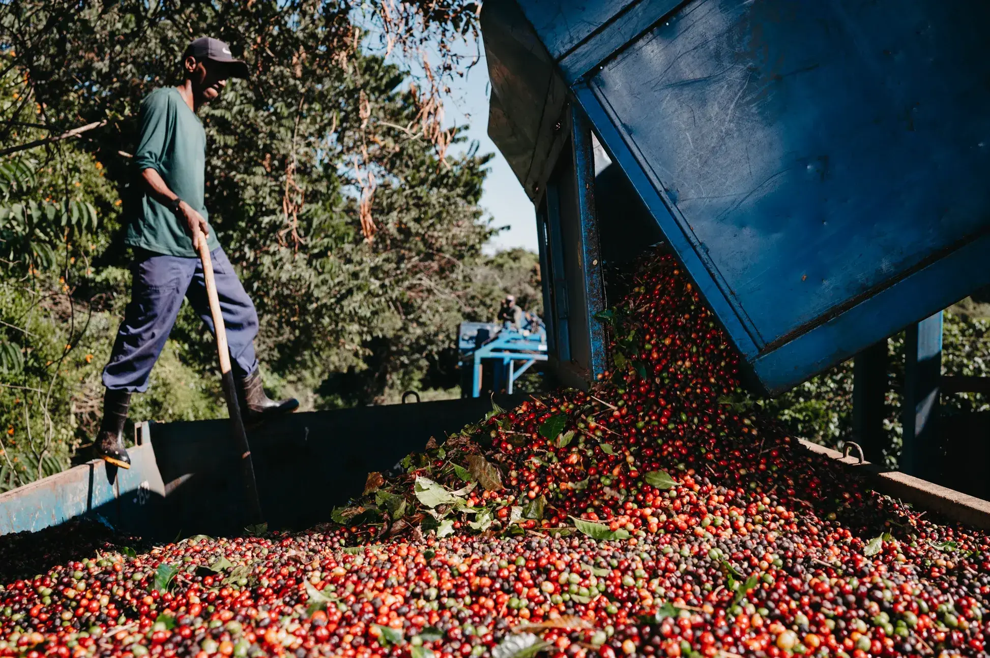 Fratello Coffee thumbnail 2